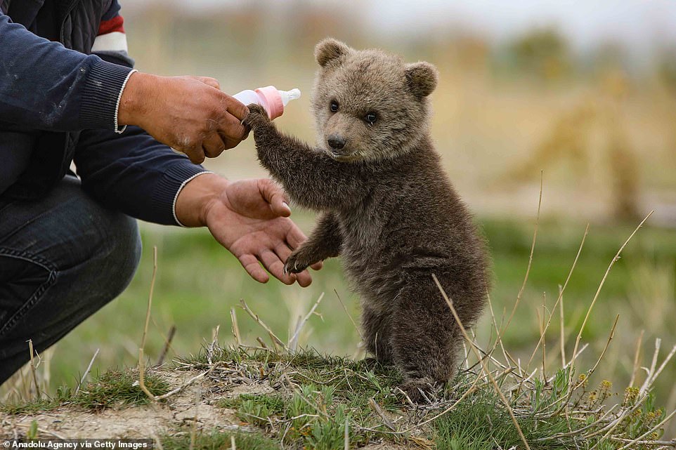 Pausing for breath: The baby bear, separated from its mother in Hakkari and brought to Van for treatment, is fed every three hours and is constantly kept under the supervision of veterinarians