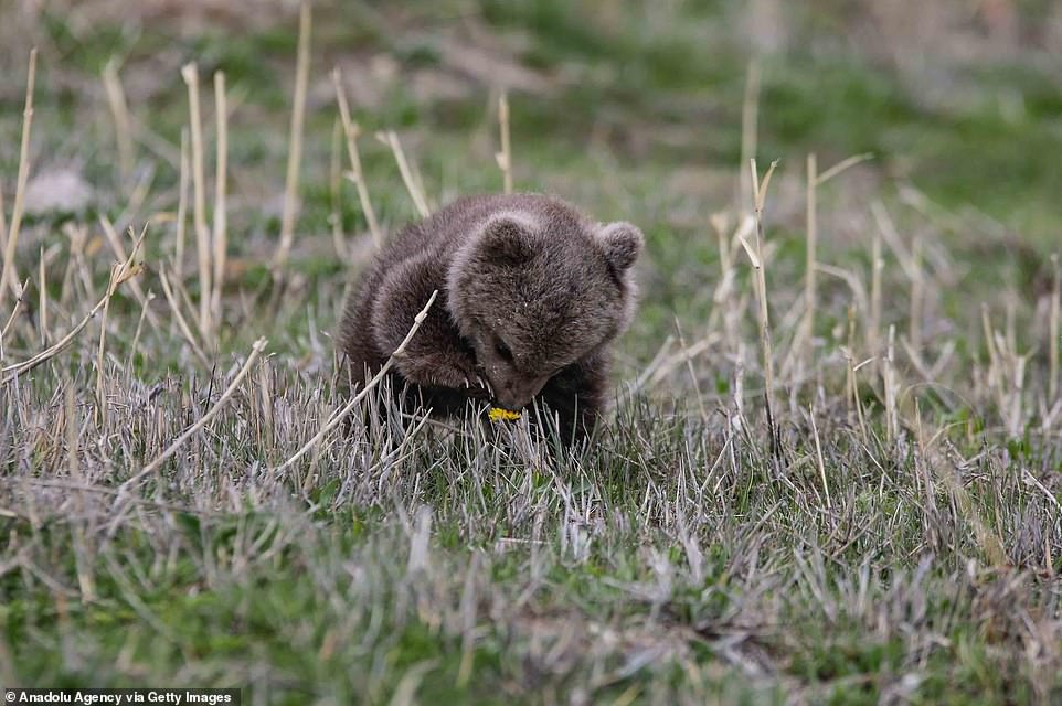 Cubs, as well as older bears, engage in social play and have ritualistic mechanisms to meet strangers and decide if they are friendly or not, but such behaviours are learned through interaction with the mother bear or other bears around them
