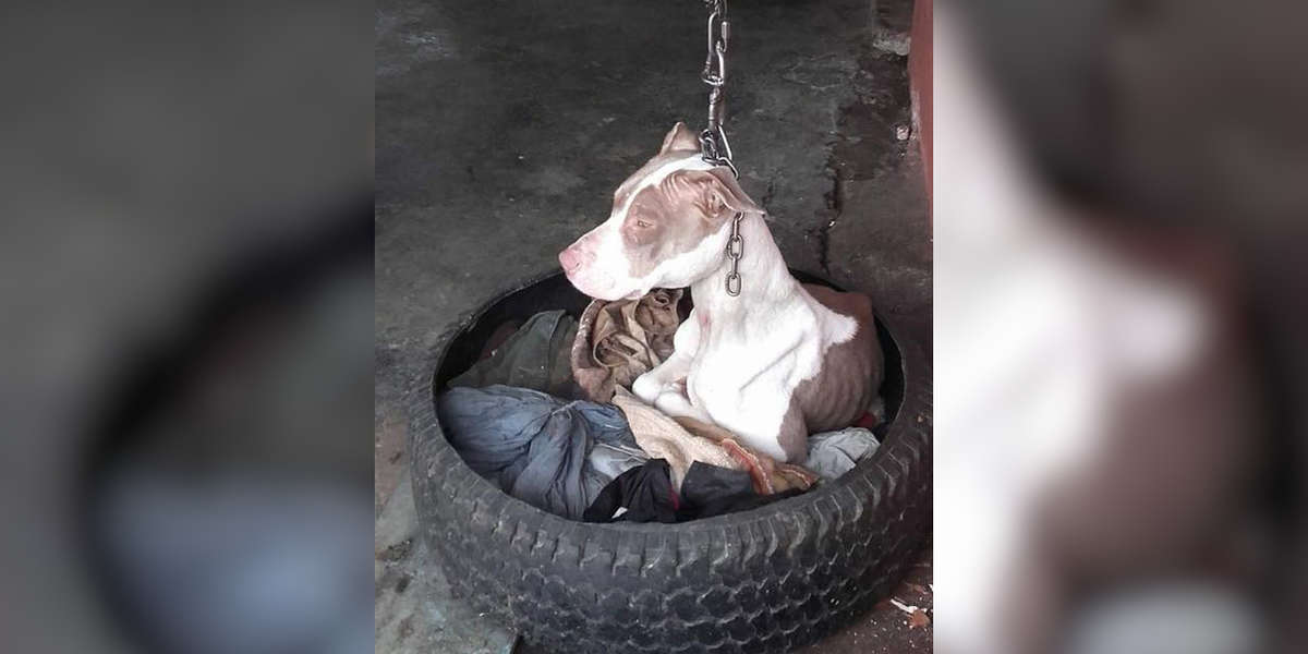 Pit Bulls Becoming K9s After Being Saved From Shelters And Given A Chance To Shine